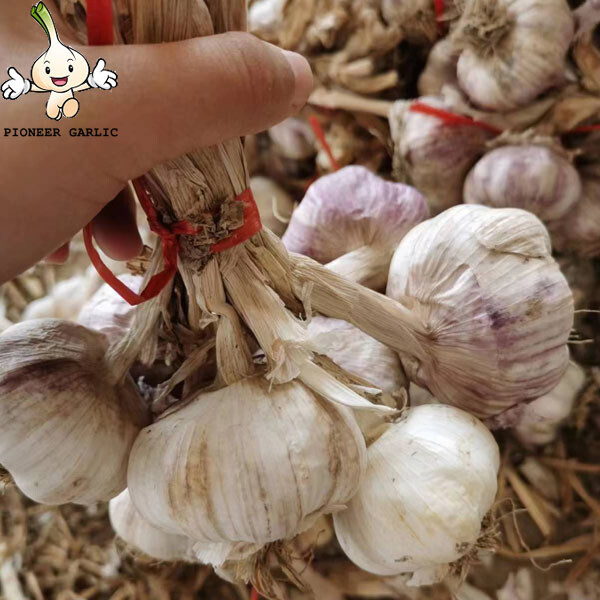 New Fresh White Garlic of 20kg mesh bag Garlic Producer Pure White Fresh Garlic with root