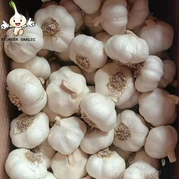 Importación de ajo China Alimentos orgánicos Ajo blanco fresco con raíz
