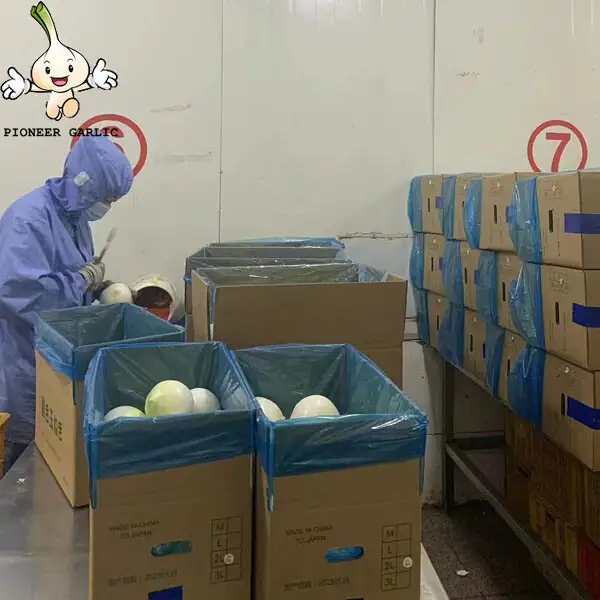 Exportación de bolsa llena de nitrógeno de cebolla pelada fresca de alta calidad