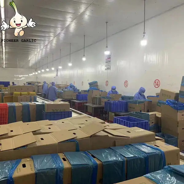 2023 China Wholesale Price High Quality Peeled Fresh Onion