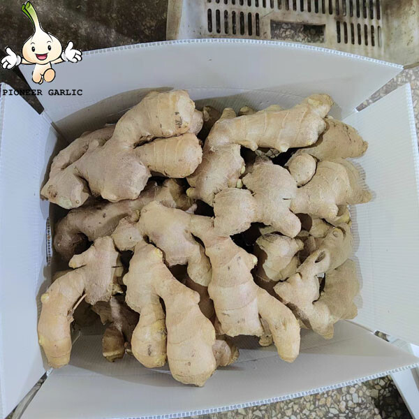 New crop fresh ginger fresh air-dried ginger and young ginger wholesale export