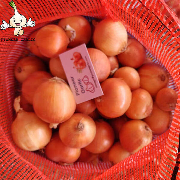 Authenticated Non-Peeled Yellow Asian Shallots Fresh Contains Flavonoids