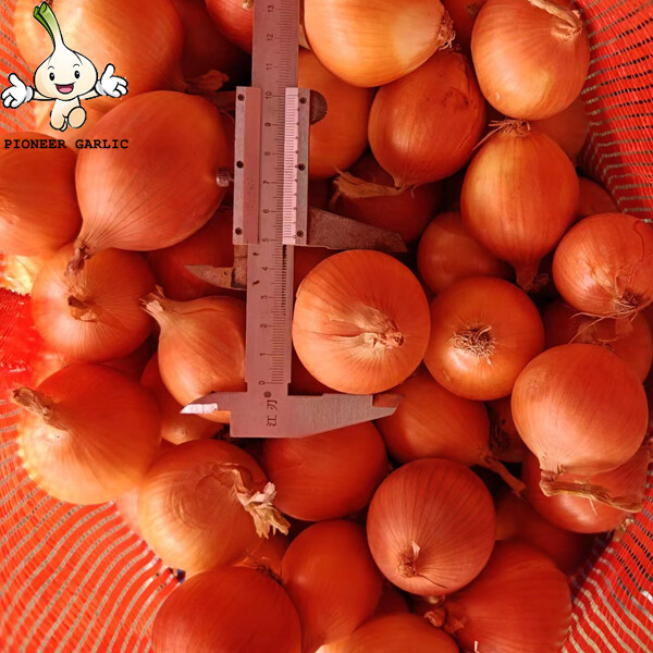 Round Golden Natural Fresh Onion For Mexican Cuisine Contains Fibre And Fat, Round or high round, Suitable for export