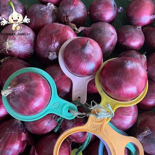 Red Natural Fresh Onion Flate And Round Shape Contains Folic Acid , 50mm - 90mm, onion reddish scales