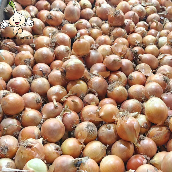 Chinese Gansu Yellow Round Natural Fresh Onion Health Benefits , 5 - 9cm , Non-Peeled, Onion brassy to pale yellow