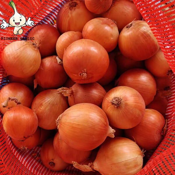 Authenticated Non-Peeled Yellow Asian Shallots Fresh Contains Flavonoids