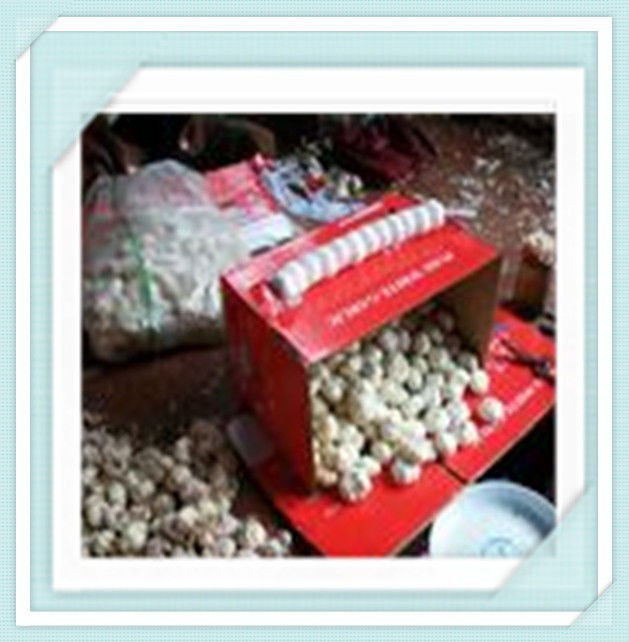 Fresh White normal white Garlic 2015 China garlic price