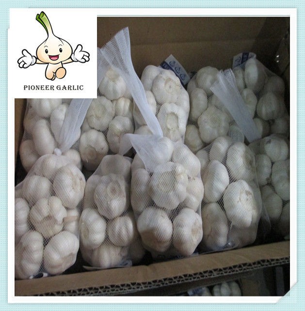 Pure white garlic 5.0cm/5.5cm/6.0cm&UP fresh garlic suppliers