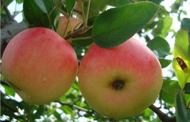 Nutritional Value Organic Vitamin Red Star Apple Preventing Lung Cancer