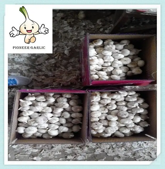 New design cheapest Garlic Box 10kgs Carton Packing Fresh Garlic fresh garlic for sale