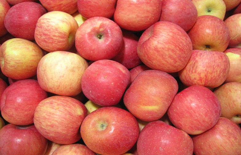 Crispy Delicious Red Fresh Fuji Apple Juicy For Baked / Stewed