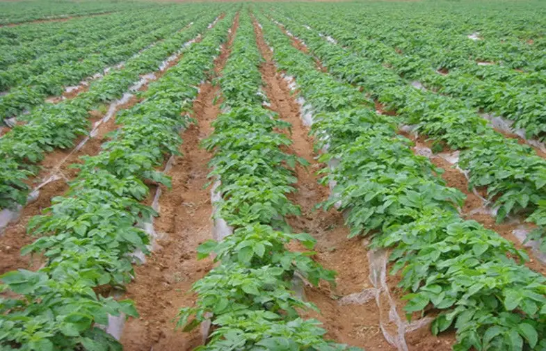 Long Shelf Life Holland Potato With Complete Body For Supermarket