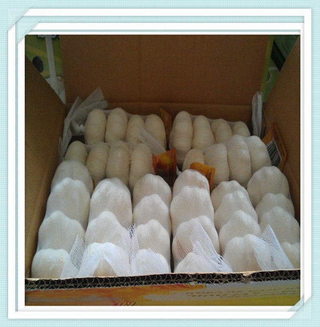 Hot Sale Chinese Fresh Garlic 5.0cm Fresh Pure White Garlic 4pcs In Net Bag