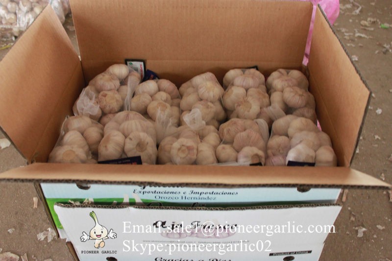 Jinxiang Fresh Red Garlic 5.5cm Loose Packing In Carton Box