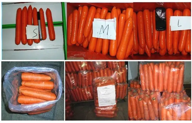 Chinese Sweet Bar Straight Organic Carrot With Round Tail , No Residual Pesticide