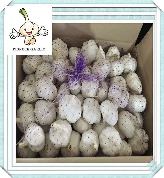 best design people liked 2016 fresh white garlic exporter in china