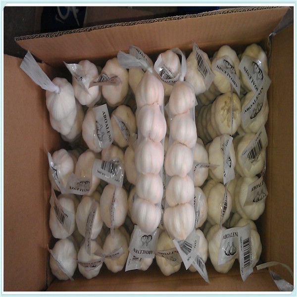 High quality 5.0cm naturally fresh garlic with best market price