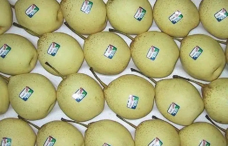 Natural Juicy Fresh Pears Containing Phosphorus , No Pesticide Residue