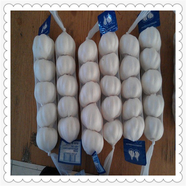 china garlic for sale fresh garlic 2015 low price Fresh White Garlic