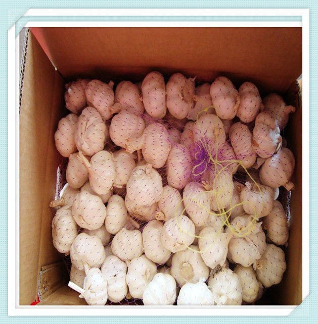 2015 crop Chinese jinxiang normal white garlic from cold store to colombia