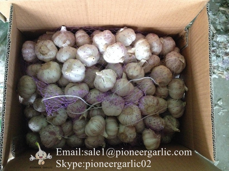 New Crop Chinese 4.5cm Pure White Fresh Garlic Loose Carton Packing