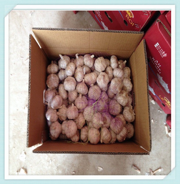 fresh cold storage Jinxiang red garlic / purple garlic / normal white garlic