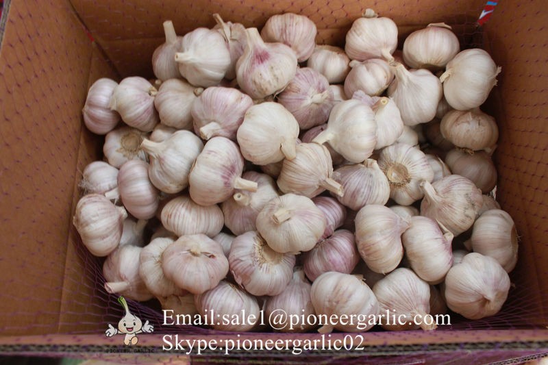 New Crop 4.5cm Normal White Fresh Garlic In 10 kg Box Packing