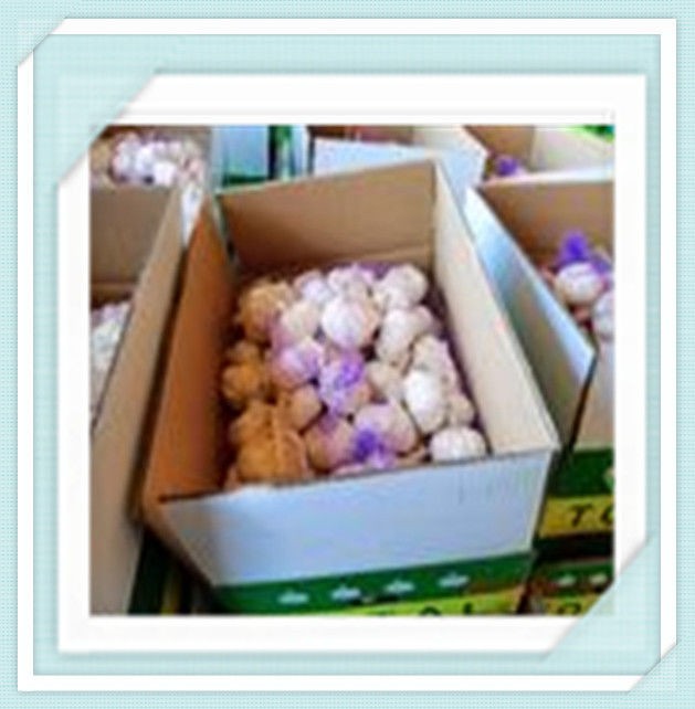 2015 new crop fresh garlic from china with good quality chinese
