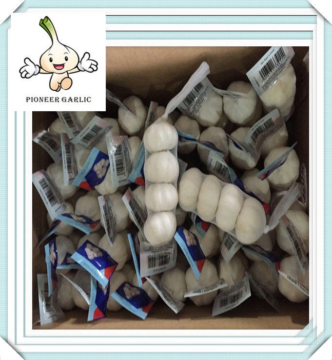 Fresh white garlic of 10kg/carton 2015 new crop fresh garlic from china with good quality