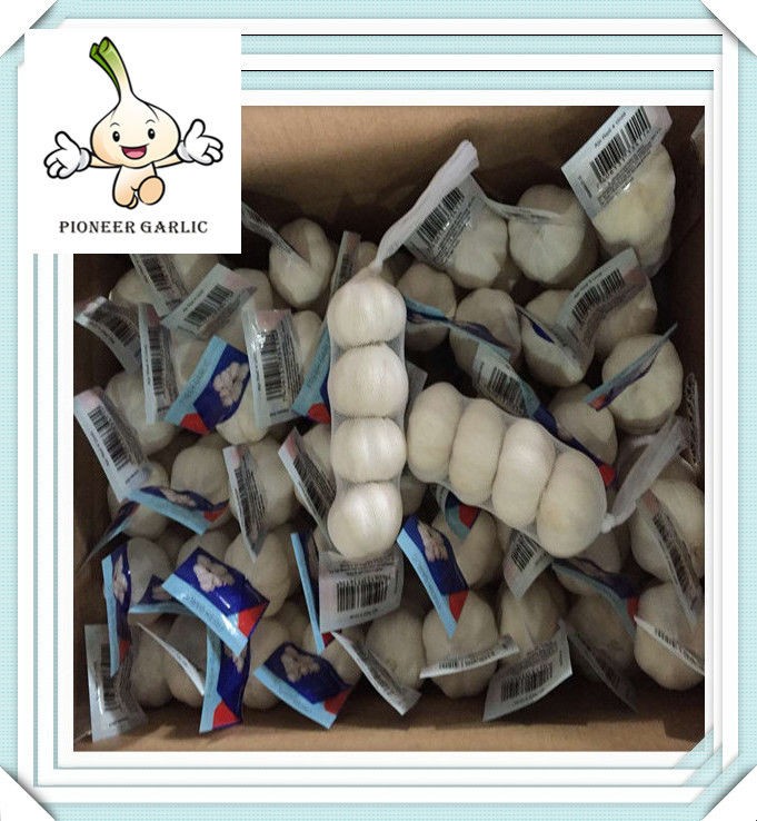 whole garlic price 40ft Import Fresh Organic White Garlic Price