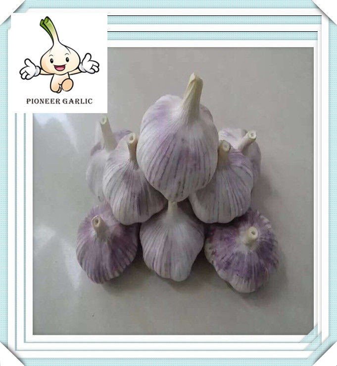 Chinese Natural Fresh Garlic Shandong Garlic in 10kg Box (One Mesh Bag Inside)