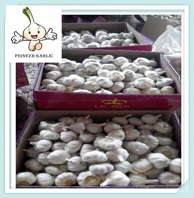 Wholesale Pure White Garlic In 3p/ 4p/ 5p / 200g/ 500g/ Mesh Bag