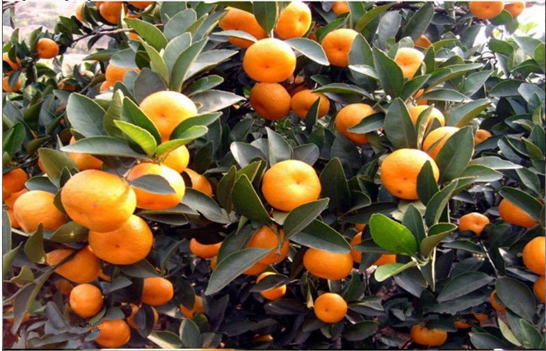 Mandarinas frescas de cítricos amarillos