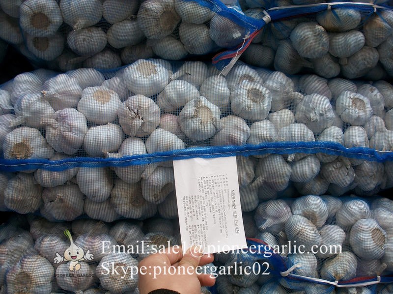 New Crop 5.5cm Normal White Fresh Garlic In 10 kg Mesh Bag packing