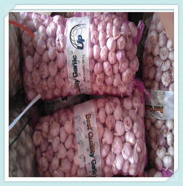 four seasons supplier wholesale garlic good quality of Jinxiang garlic