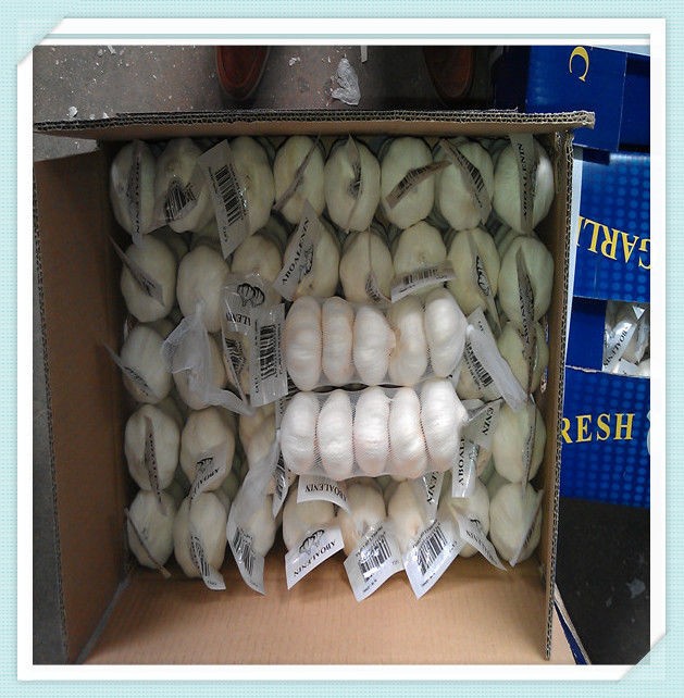 5.0cm fresh normal white garlic packed in 10kg ctn