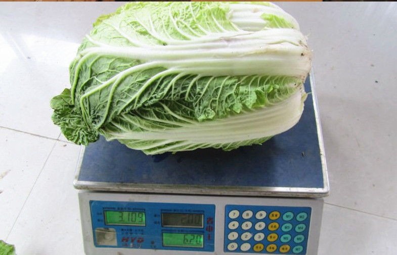 Napa Chinese Cabbage Fresh New Harvested , No Pesticide Residue Contains Folates