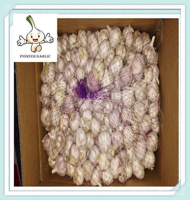 Ajo chino de almacén frigorífico, origen Jinxiang, Shandong, China