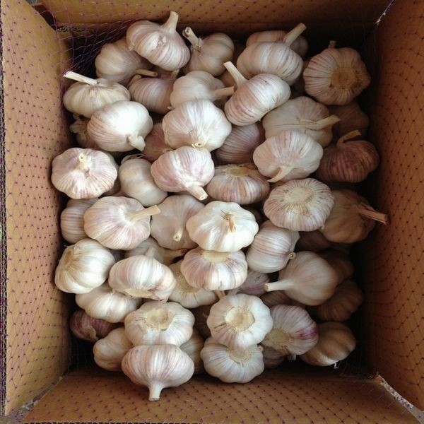 Fresh White Garlic Best Qualty Competitive Price China In 10kg Carton