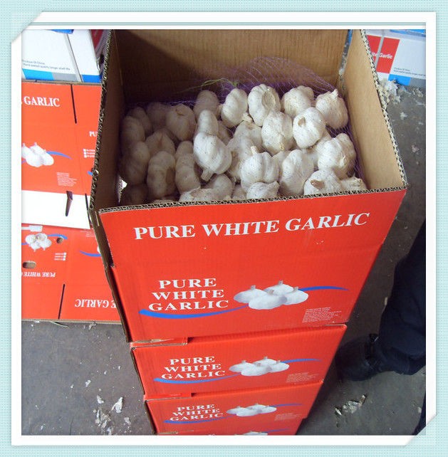 New fresh red garlic packed by carton or mesh bag Chile Alho