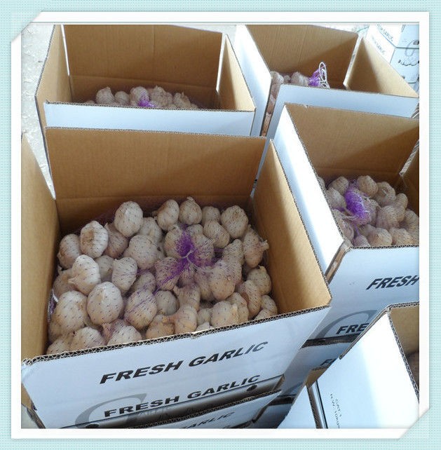 High Quality Normal White Nature Garlic fresh pink garlic price