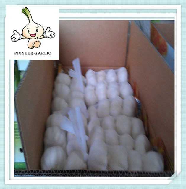 Popular Unique Style top sale pure white garlic 6.0cm Pure White Garlic In Shandong China