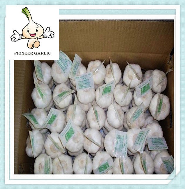 2016 hot sale factory directly pure white garlic fresh garlic