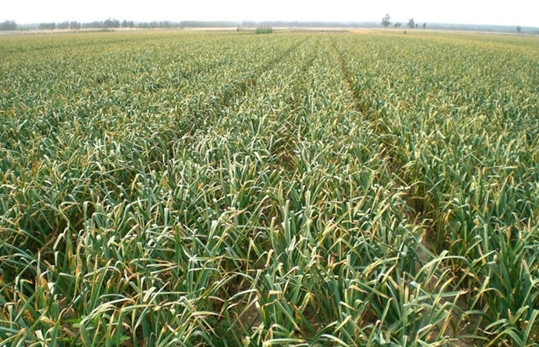 Ajo fresco orgánico grande blanco para regular el azúcar en sangre, SGS