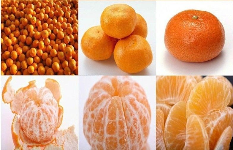 Sweet Baby Fresh Mandarin Oranges