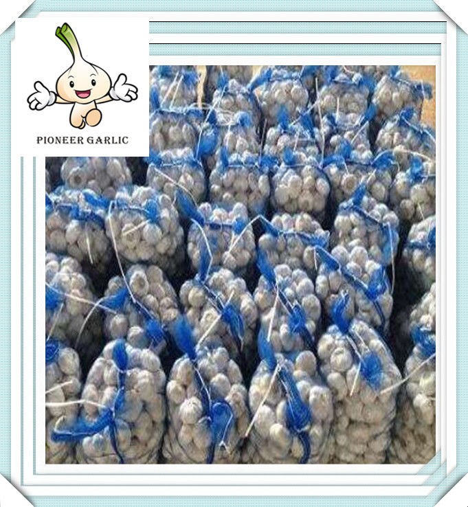 Cheap Garlic Packed in Mesh Bag and Carton pure white garlic with best quality