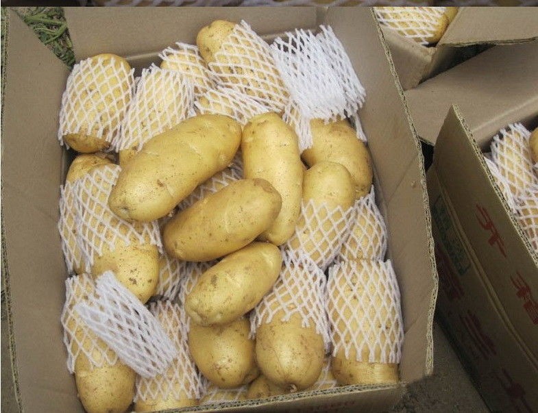 New Cropped Fresh Holland Potato Yellow Skin , Long Shaped 80g - 150g