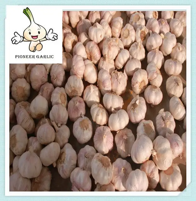 Fresh pure white garlic 3/4pcs 2016 new crop 5.0cm - 5.5cm