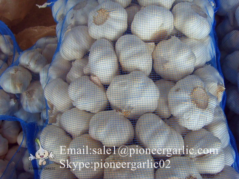 Jinxiang Fresh Red Garlic 5.5cm Loose Packing In Mesh Bag