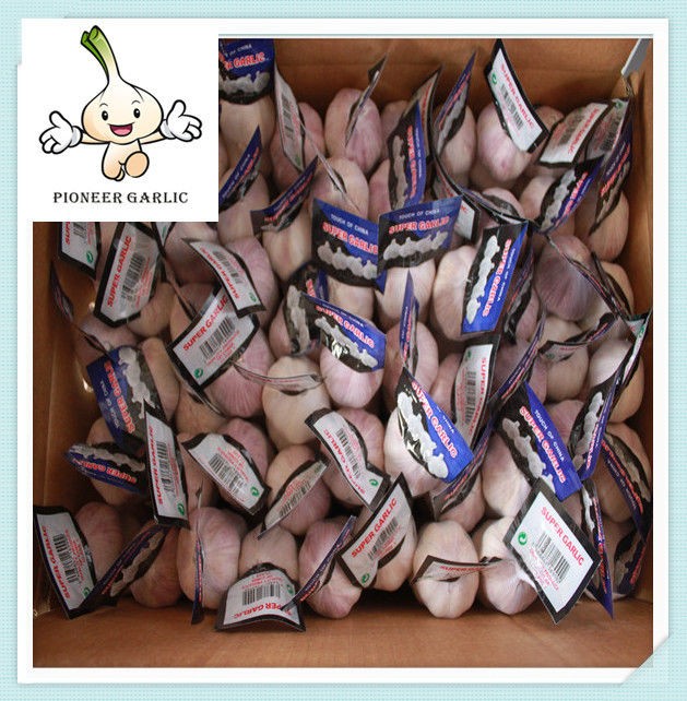 Fresh Garlic Packing 250G import china garlic with best garlic price and quality